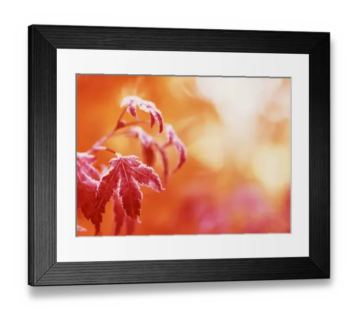 Framed Print : USA, Oregon, View of frost Japanese maple leaf, close-up Framed Print : USA, Oregon, View of frost Japanese maple leaf, close-up