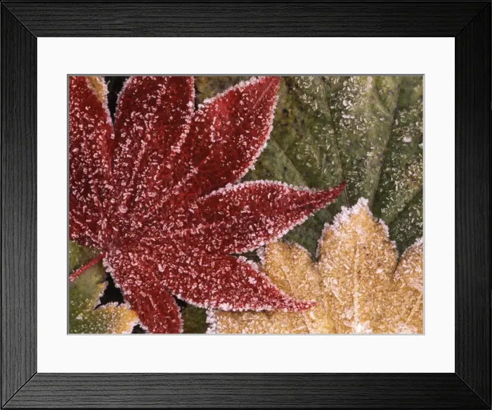 Framed Print : USA, Oregon, Frosted maple leaves, close-up Framed Print : USA, Oregon, Frosted maple leaves, close-up