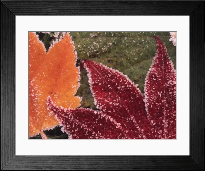 Framed Print : USA, Oregon, Close-up of frosted maple leaves Framed Print : USA, Oregon, Close-up of frosted maple leaves
