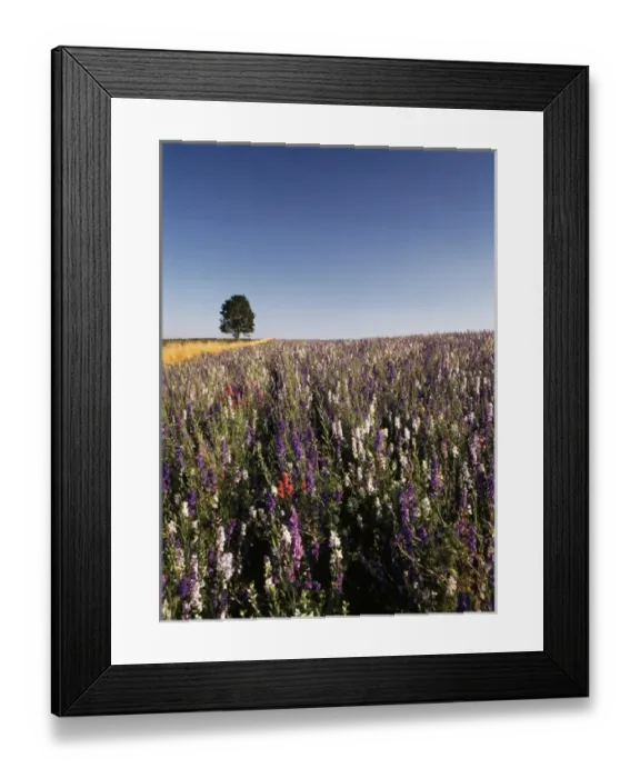 Framed Print : USA, Oregon, Single tree in Delphiniums field Framed Print : USA, Oregon, Single tree in Delphiniums field