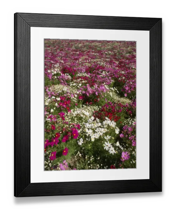Framed Print : USA, Oregon, Cosmos flower on Willamette Valley