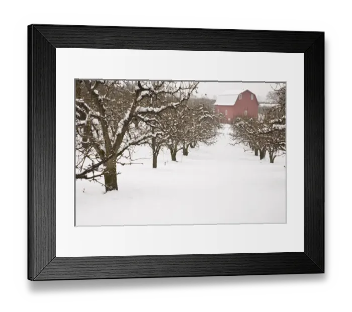 Framed Print : USA, Oregon, Hood River. Snow covered Apple Trees and Barn Framed Print : USA, Oregon, Hood River. Snow covered Apple Trees and Barn