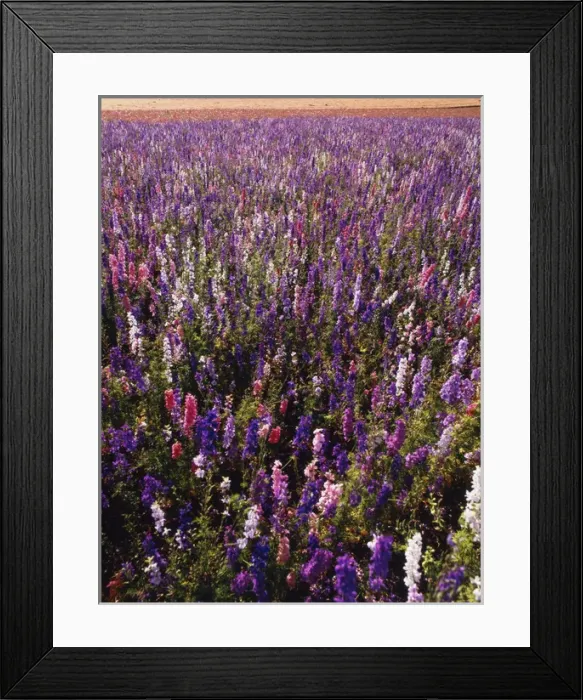 Framed Print : USA, Oregon, Delphinium field on Willamette Valley