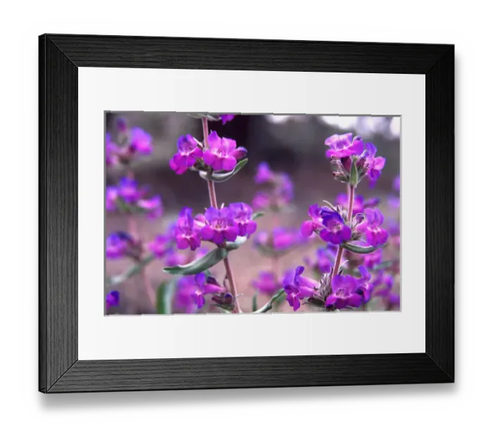 Framed Print : NA, USA, Oregon, Painted Hills National Monument, Wildflowers, Cascade Penstemon