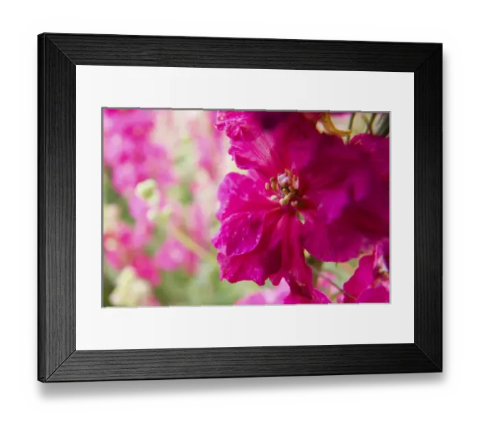 Framed Print : North America, USA, Oregon, Willamette Valley, Larkspur Close up growing in Mass