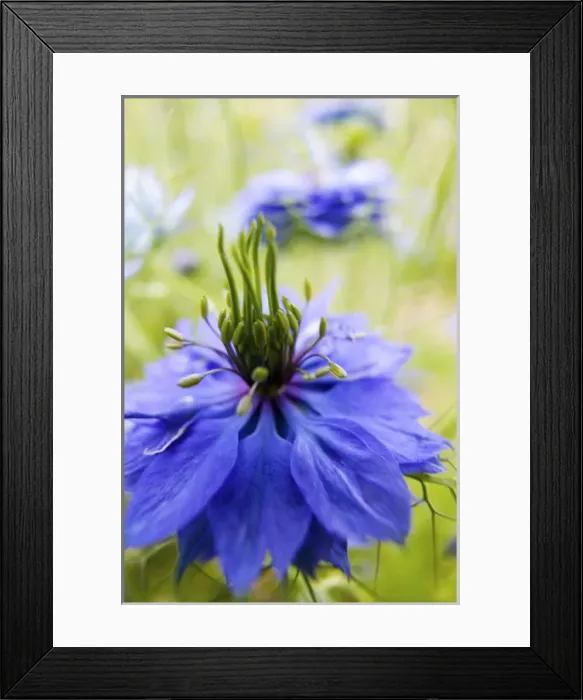 Framed Print : North America, USA, Oregon, Willamette Valley, Bachelor Button Close Up, Growing in Mass