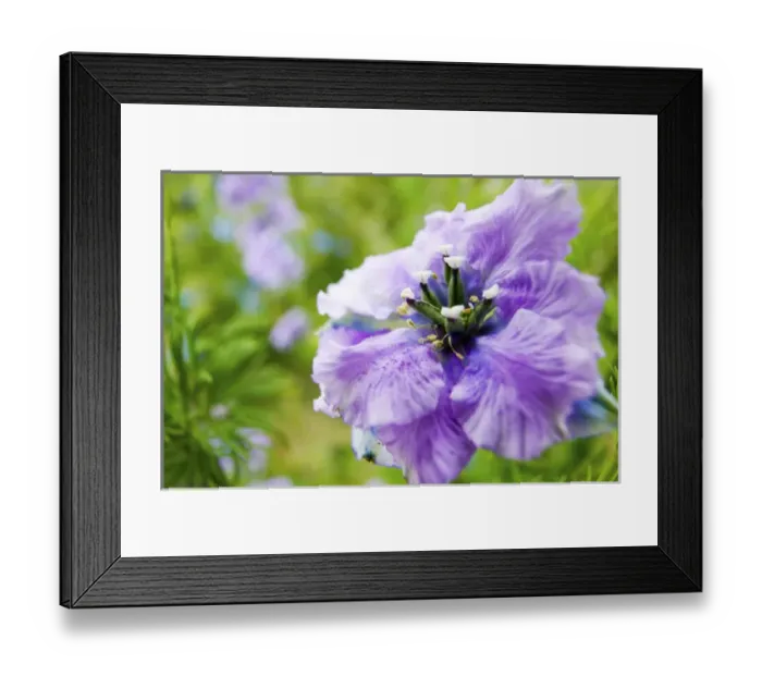 Framed Print : North America, USA, Oregon, Willamette Valley, Larkspur Close up growing in Mass Framed Print : North America, USA, Oregon, Willamette Valley, Larkspur Close up growing in Mass