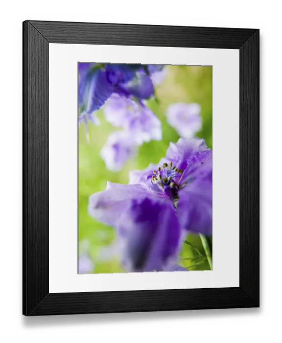 Framed Print : North America, USA, Oregon, Willamette Valley, Larkspur Close up growing in Mass Framed Print : North America, USA, Oregon, Willamette Valley, Larkspur Close up growing in Mass