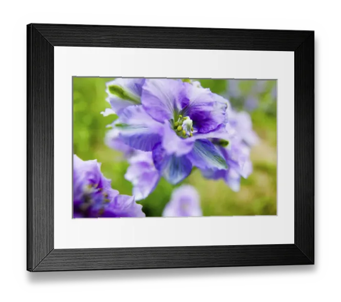 Framed Print : North America, USA, Oregon, Willamette Valley, Larkspur Close up growing in Mass Framed Print : North America, USA, Oregon, Willamette Valley, Larkspur Close up growing in Mass