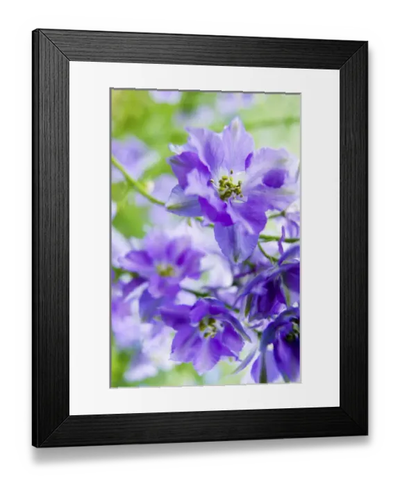 Framed Print : North America, USA, Oregon, Willamette Valley, Larkspur Close up growing in Mass Framed Print : North America, USA, Oregon, Willamette Valley, Larkspur Close up growing in Mass