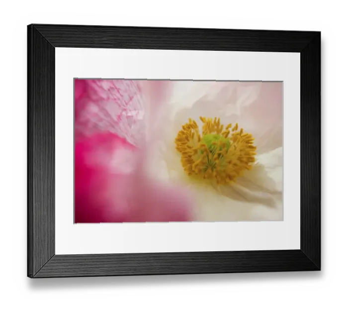 Framed Print : North America, USA, Oregon, Willamette Valley, Shirley Poppy in Full Bloom Framed Print : North America, USA, Oregon, Willamette Valley, Shirley Poppy in Full Bloom