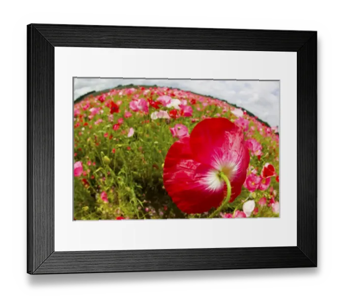 Framed Print : North America, USA, Oregon, Willamette Valley, Wide Angle View of Shirley Poppies Framed Print : North America, USA, Oregon, Willamette Valley, Wide Angle View of Shirley Poppies