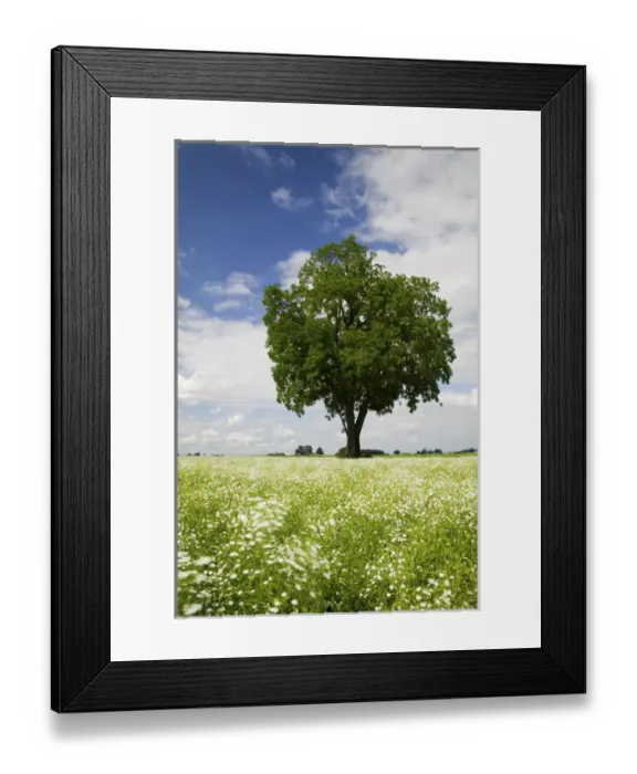 Framed Print : North America, USA, Oregon, Willamette Valley Framed Print : North America, USA, Oregon, Willamette Valley