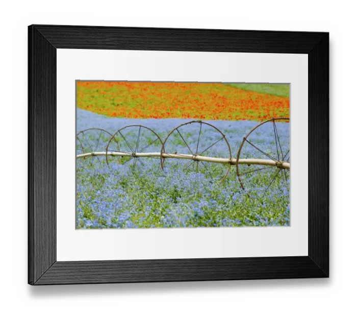 Framed Print : North America, USA, Oregon, Willamette Valley, Water Wheels with Crops of Poppies Framed Print : North America, USA, Oregon, Willamette Valley, Water Wheels with Crops of Poppies
