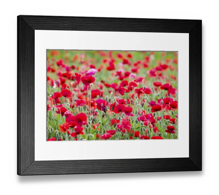 Framed Print : North America, USA, Oregon, Willamette Valley, Shirley Poppies Blooming in Mass Framed Print : North America, USA, Oregon, Willamette Valley, Shirley Poppies Blooming in Mass