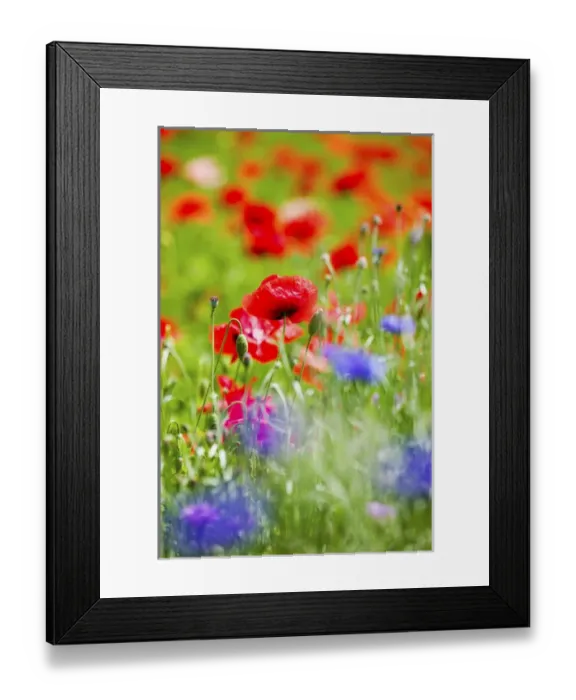 Framed Print : North America, USA, Oregon, Willamette Valley, Shirley Poppies in Mass