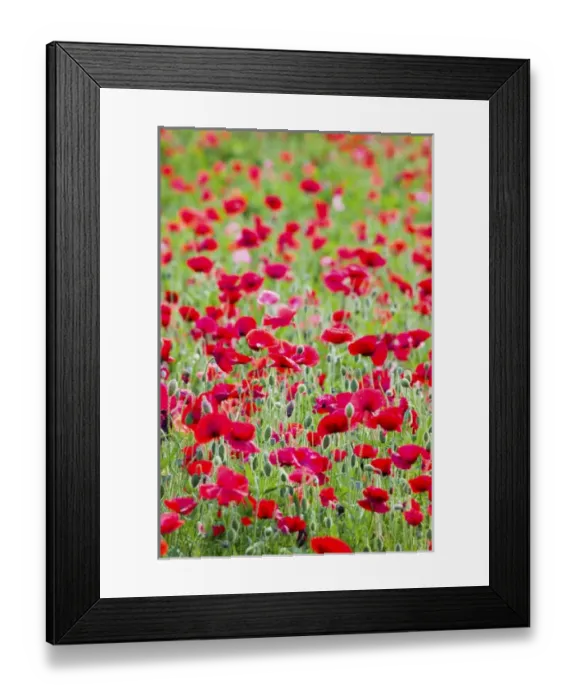 Framed Print : North America, USA, Oregon, Willamette Valley, Shirley Poppies Blooming in Mass Framed Print : North America, USA, Oregon, Willamette Valley, Shirley Poppies Blooming in Mass