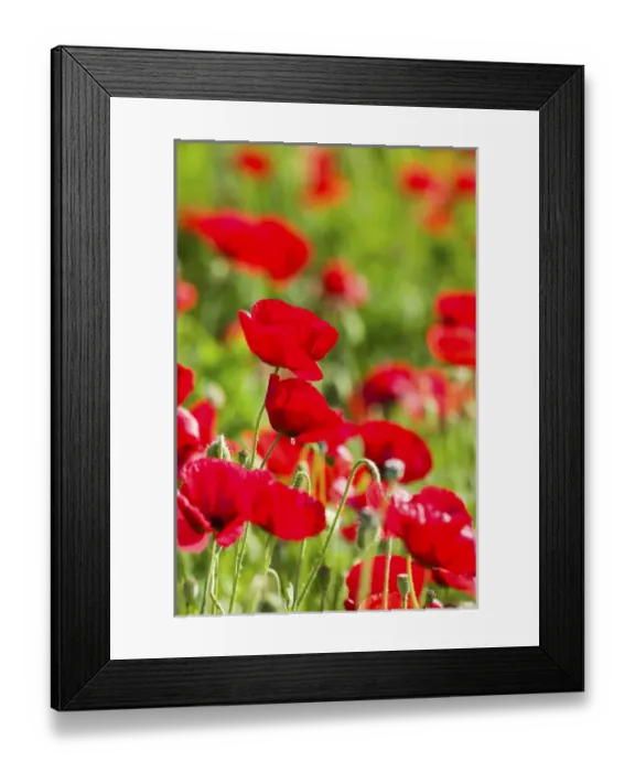 Framed Print : North America, USA, Oregon, Willamette Valley, Shirley Poppies Blooming in Mass Framed Print : North America, USA, Oregon, Willamette Valley, Shirley Poppies Blooming in Mass