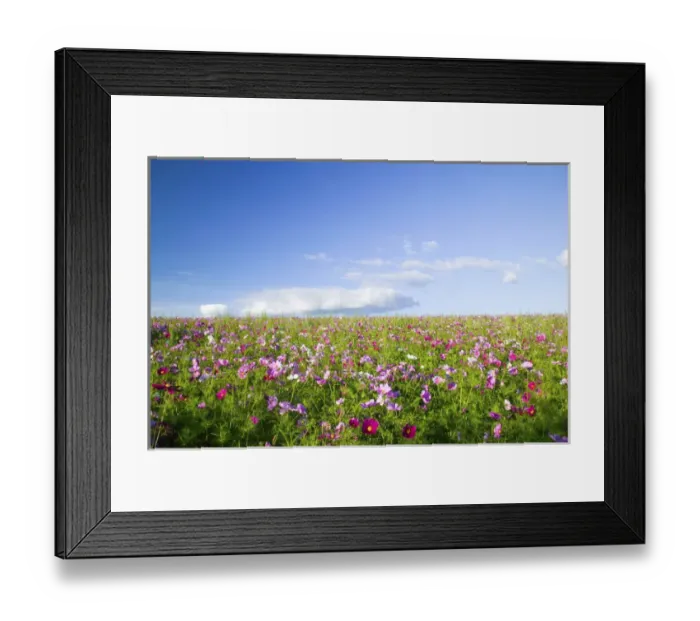 Framed Print : North America, USA, Oregon, Willamette Valley, Cosmos Growing on Hillside with Blue Sky Day