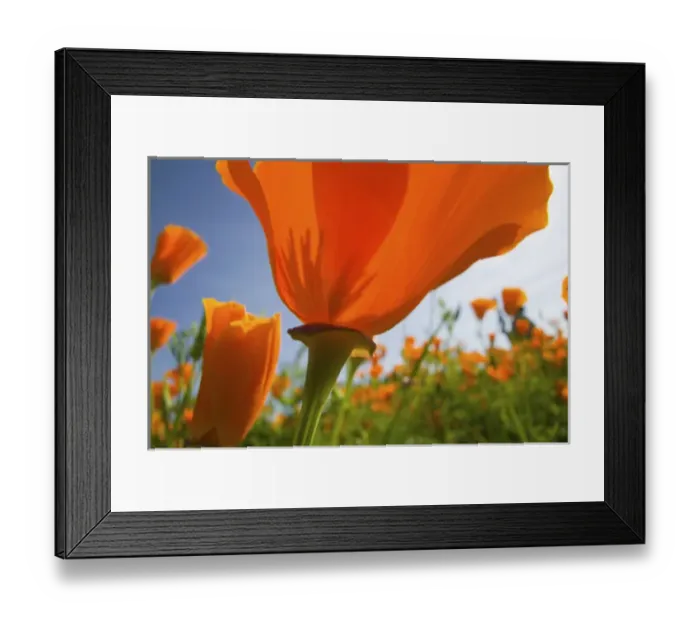 Framed Print : North America, USA, Oregon, Willamette Valley, Close UP of California Poppy With Blue Sky Framed Print : North America, USA, Oregon, Willamette Valley, Close UP of California Poppy With Blue Sky