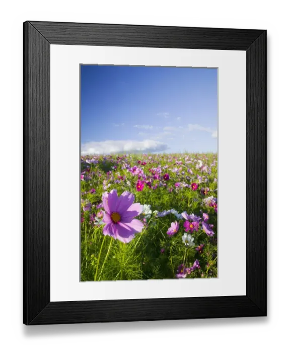 Framed Print : North America, USA, Oregon, Willamette Valley, Cosmos Growing on Hillside with Blue Sky Day Framed Print : North America, USA, Oregon, Willamette Valley, Cosmos Growing on Hillside with Blue Sky Day