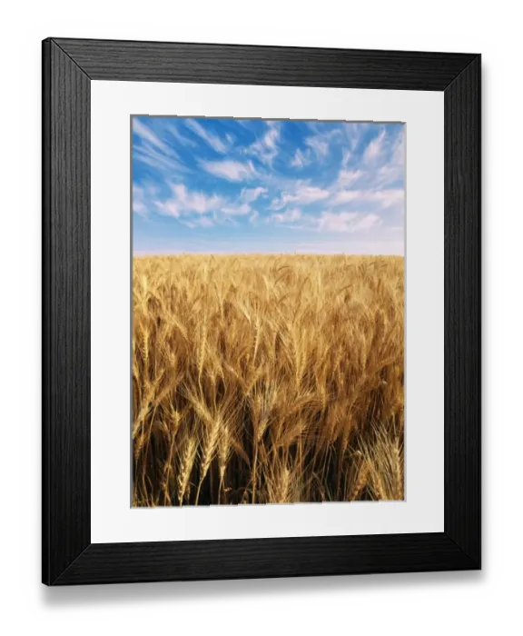 Framed Print : USA, Oregon, Eastern Oregon, View of whispy clouds above wheat field Framed Print : USA, Oregon, Eastern Oregon, View of whispy clouds above wheat field