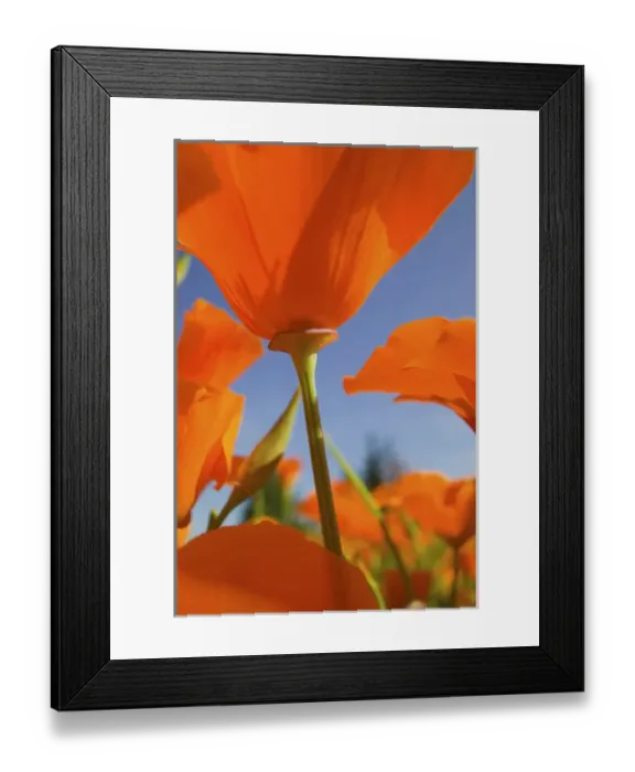 Framed Print : North America, USA, Oregon, Willamette Valley, Close UP of California Poppy With Blue Sky Framed Print : North America, USA, Oregon, Willamette Valley, Close UP of California Poppy With Blue Sky