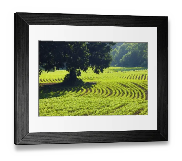 Framed Print : North America, USA, Oregon, Willamette Valley Framed Print : North America, USA, Oregon, Willamette Valley