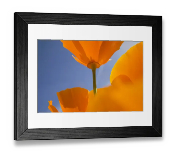 Framed Print : North America, USA, Oregon, Willamette Valley, Close UP of California Poppy With Blue Sky Framed Print : North America, USA, Oregon, Willamette Valley, Close UP of California Poppy With Blue Sky