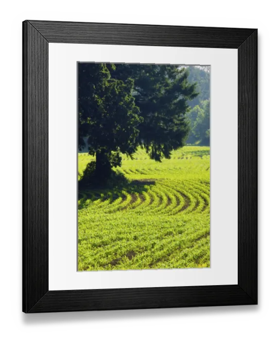 Framed Print : North America, USA, Oregon, Willamette Valley Framed Print : North America, USA, Oregon, Willamette Valley