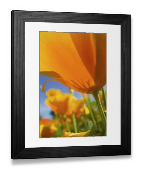 Framed Print : North America, USA, Oregon, Willamette Valley, Close UP of California Poppy With Blue Sky Framed Print : North America, USA, Oregon, Willamette Valley, Close UP of California Poppy With Blue Sky