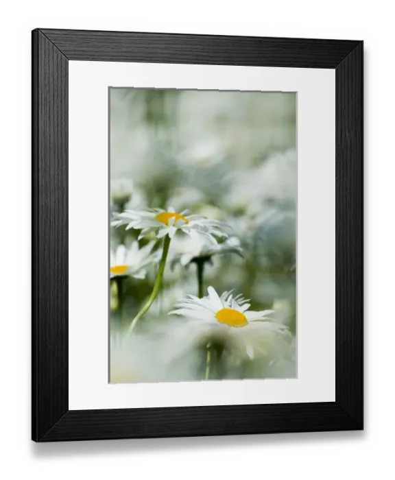 Framed Print : North America, USA, Oregon, Willamette Valley, Selective Focus Dasies blooming in mass