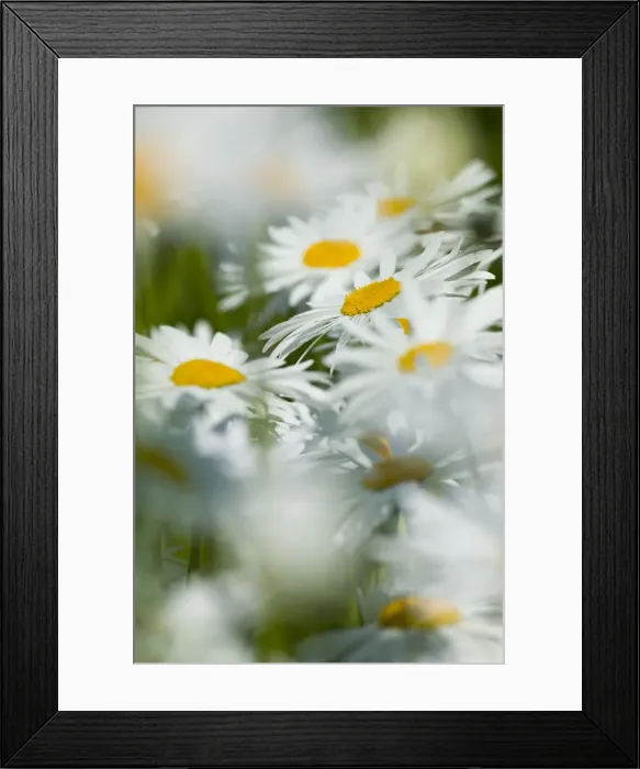 Framed Print : North America, USA, Oregon, Willamette Valley, Selective Focus Dasies blooming in mass