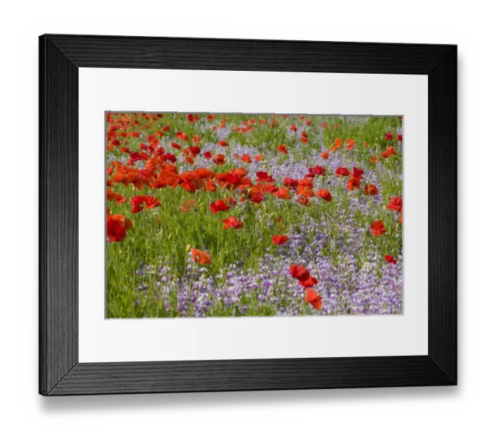 Framed Print : North America, USA, Oregon, Willamette Valley, Poppies and Wildflowers Framed Print : North America, USA, Oregon, Willamette Valley, Poppies and Wildflowers