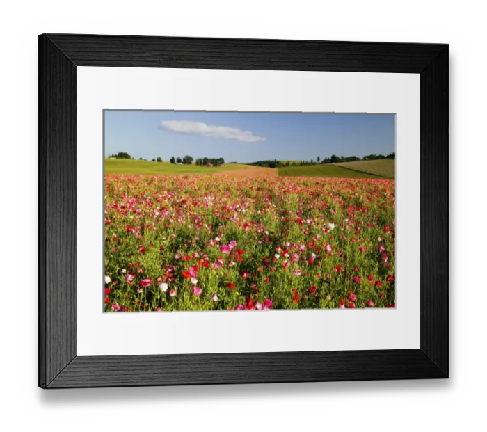 Framed Print : North America, USA, Oregon, Willamette Valley, Cosmos Field in Bloom with Lone Cloud Framed Print : North America, USA, Oregon, Willamette Valley, Cosmos Field in Bloom with Lone Cloud