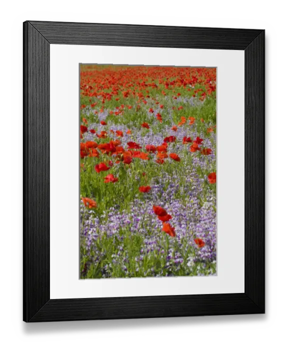Framed Print : North America, USA, Oregon, Willamette Valley, Poppies and Wildflowers