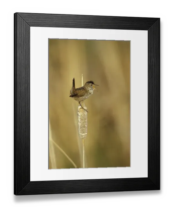 Framed Print : NA, USA, Oregon, Malheur NWR Marsh wren (Cistothorus palustris) Framed Print : NA, USA, Oregon, Malheur NWR Marsh wren (Cistothorus palustris)