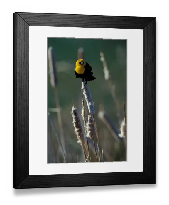 Framed Print : North America, USA, Oregon, Malheur National Wildlife Reserve. Yellow-headed blackbird