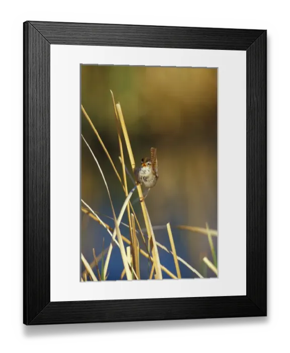Framed Print : North America, USA, Oregon, Malheur National Wildlife Reserve. Marsh Wren (Cistothorus Framed Print : North America, USA, Oregon, Malheur National Wildlife Reserve. Marsh Wren (Cistothorus