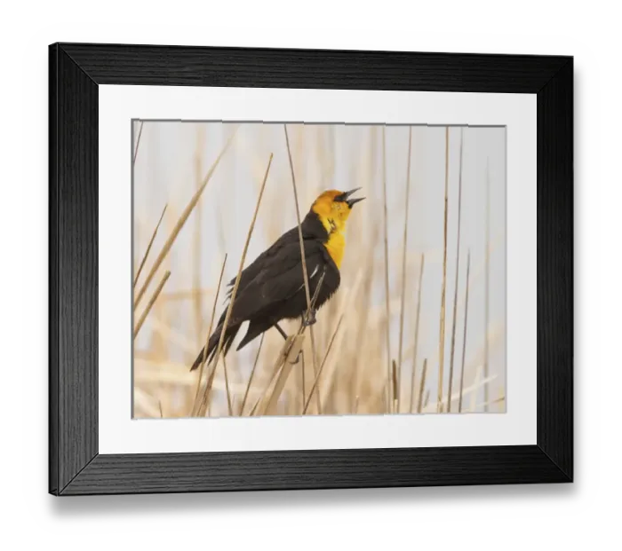Framed Print : Malhuer National Wildlife Refuge Framed Print : Malhuer National Wildlife Refuge