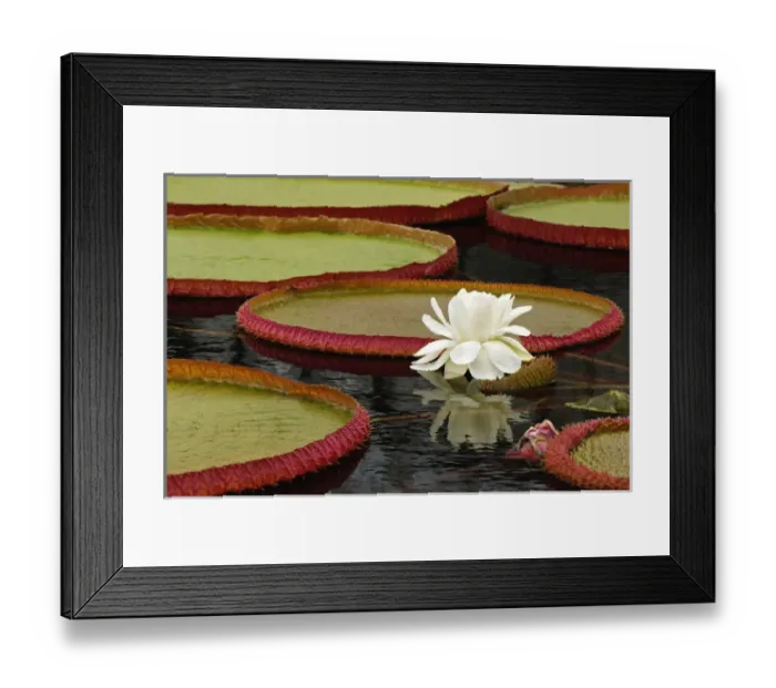 Framed Print : Water lily and lilly pad pond, Longwood Gardens, PA