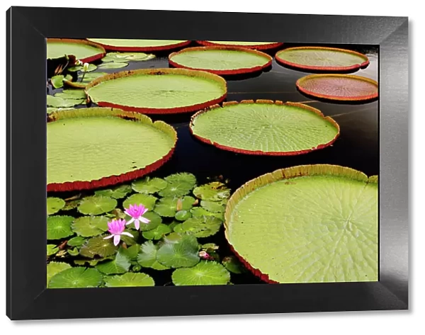 Water lily and lilly pad pond, Longwood Gardens, PA