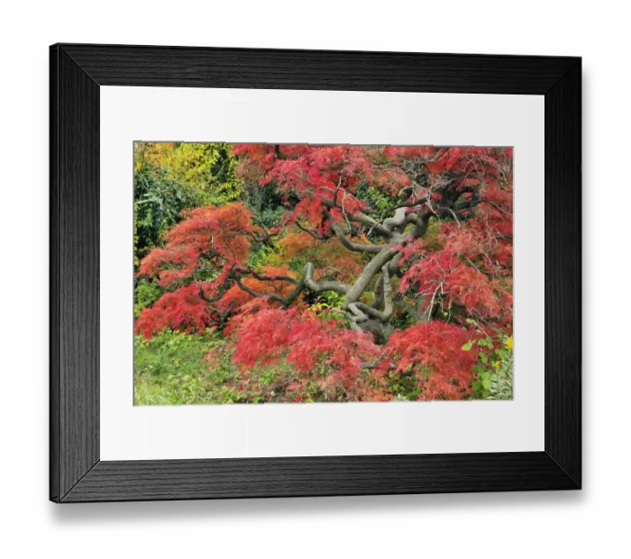 Framed Print : Japanese Threadleaf Maple in autum color, Acer palmatum var. dissectum, Pennsylvania Framed Print : Japanese Threadleaf Maple in autum color, Acer palmatum var. dissectum, Pennsylvania