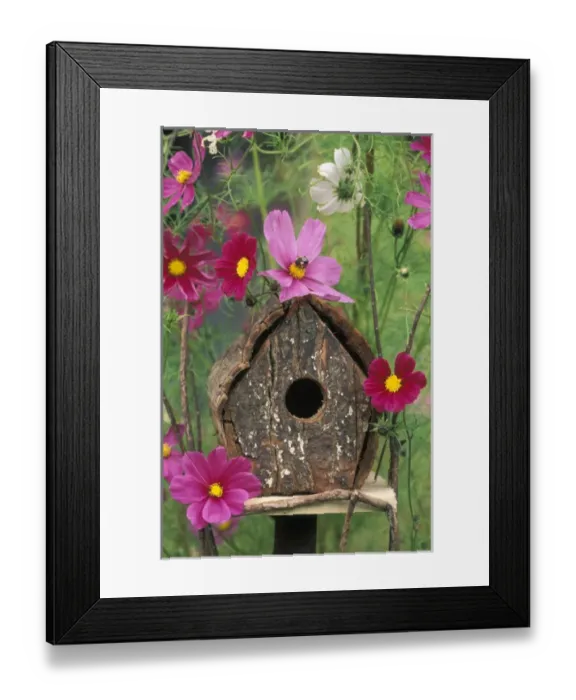 Framed Print : USA, Pennsylvania, Birdhouse among cosmos flowers with bee. Credit as: Nancy Rotenberg Framed Print : USA, Pennsylvania, Birdhouse among cosmos flowers with bee. Credit as: Nancy Rotenberg