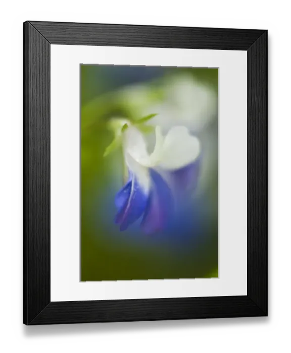 Framed Print : USA, Pennsylvania, Cedar Creek. Close-up abstract of blue-eyed Mary wildflower. Credit as Framed Print : USA, Pennsylvania, Cedar Creek. Close-up abstract of blue-eyed Mary wildflower. Credit as