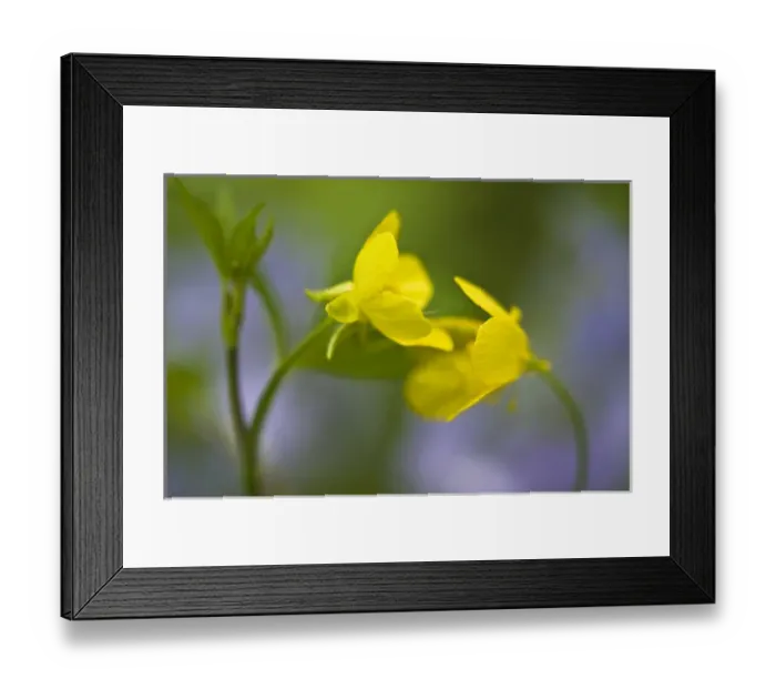 Framed Print : USA, Pennsylvania, Cedar Creek. Abstract of two cinquefoil flowers curved toward each other Framed Print : USA, Pennsylvania, Cedar Creek. Abstract of two cinquefoil flowers curved toward each other