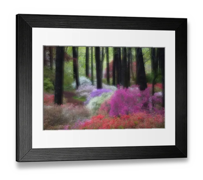 Framed Print : USA, Georgia, Callaway Gardens. Impressionistic view of trees and flowering bushes Framed Print : USA, Georgia, Callaway Gardens. Impressionistic view of trees and flowering bushes