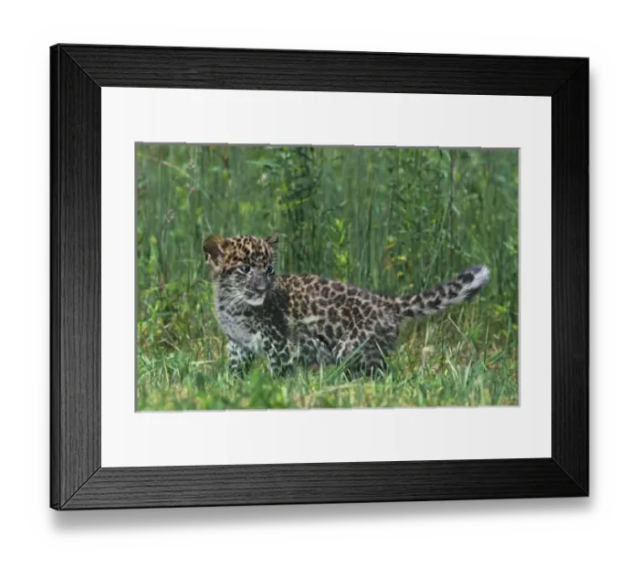 Framed Print : USA, Pennsylvania. African leopard cub walking in tall grass. (Rescue) Credit as Framed Print : USA, Pennsylvania. African leopard cub walking in tall grass. (Rescue) Credit as