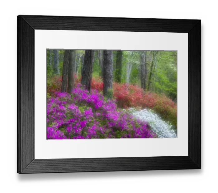 Framed Print : USA, Georgia, Callaway Gardens. Impressionistic view of trees and flowering bushes Framed Print : USA, Georgia, Callaway Gardens. Impressionistic view of trees and flowering bushes