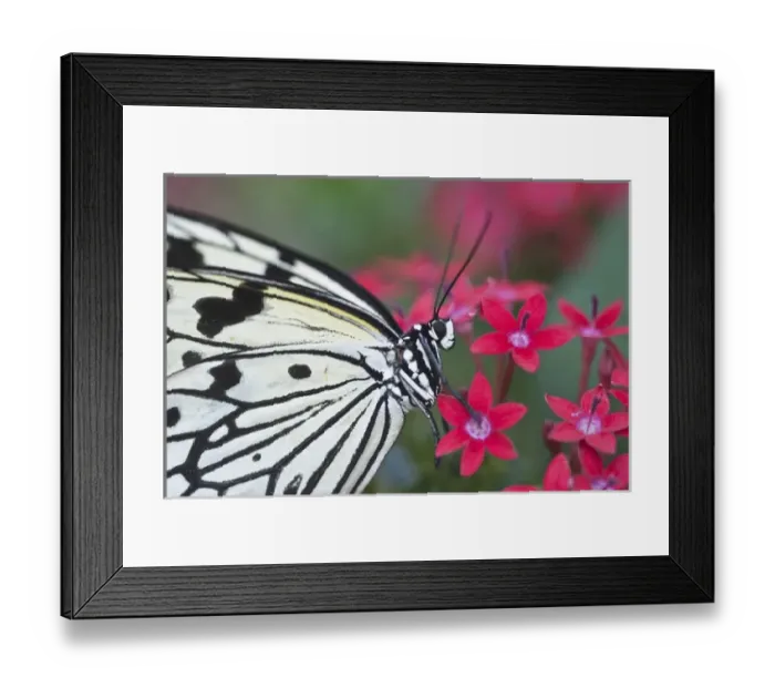 Framed Print : USA, Georgia, Callaway Gardens, Callaway Butterfly House. Close-up of paper kite Framed Print : USA, Georgia, Callaway Gardens, Callaway Butterfly House. Close-up of paper kite